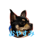 癒し猫＆癒し犬（個別スタンプ：16）