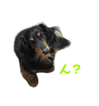 わんこのきもち。by creator Rio（個別スタンプ：1）
