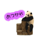 PANDA.BABY（個別スタンプ：1）