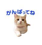諭吉と佐助のすたんぷ（個別スタンプ：6）