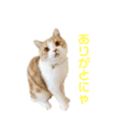 諭吉と佐助のすたんぷ（個別スタンプ：17）