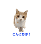 諭吉と佐助のすたんぷ（個別スタンプ：19）