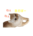 諭吉と佐助のすたんぷ（個別スタンプ：22）