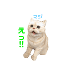 諭吉と佐助のすたんぷ（個別スタンプ：27）