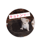 ポメチワのあめ（個別スタンプ：1）