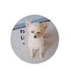 ポメチワのあめ（個別スタンプ：2）