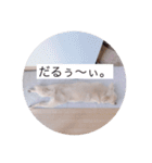 ポメチワのあめ（個別スタンプ：4）