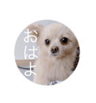 ポメチワのあめ（個別スタンプ：5）