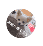 ポメチワのあめ（個別スタンプ：7）