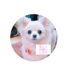 ポメチワのあめ（個別スタンプ：10）