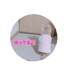 ポメチワのあめ（個別スタンプ：11）