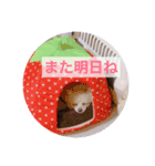 ポメチワのあめ（個別スタンプ：12）