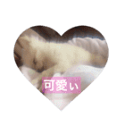 ポメチワのあめ（個別スタンプ：13）