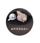 ポメチワのあめ（個別スタンプ：14）