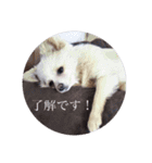 ポメチワのあめ（個別スタンプ：15）
