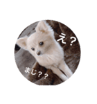 ポメチワのあめ（個別スタンプ：16）