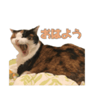 ふわぽよ*みぃちゃん（個別スタンプ：1）