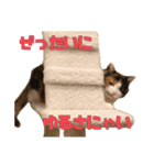 ふわぽよ*みぃちゃん（個別スタンプ：4）