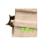 ふわぽよ*みぃちゃん（個別スタンプ：5）