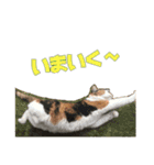 ふわぽよ*みぃちゃん（個別スタンプ：7）