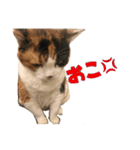 ふわぽよ*みぃちゃん（個別スタンプ：9）