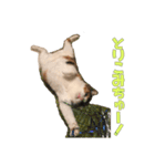 ふわぽよ*みぃちゃん（個別スタンプ：16）