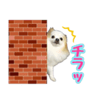 ポメラニアン★ライトpart2（個別スタンプ：4）