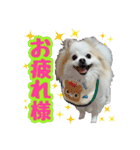 ポメラニアン★ライトpart2（個別スタンプ：5）