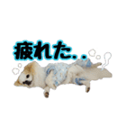 ポメラニアン★ライトpart2（個別スタンプ：6）