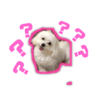ペットのくうちゃん（個別スタンプ：2）