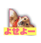 ペットのくうちゃん（個別スタンプ：5）