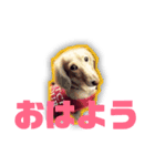 ペットのくうちゃん（個別スタンプ：7）