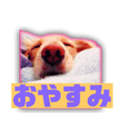 ペットのくうちゃん（個別スタンプ：8）