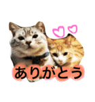 うちのかわいこ達（個別スタンプ：1）