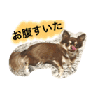 うちのかわいこ達（個別スタンプ：3）