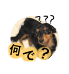 うちのかわいこ達（個別スタンプ：8）