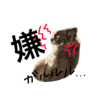 うちのかわいこ達（個別スタンプ：9）