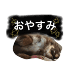 うちのかわいこ達（個別スタンプ：10）