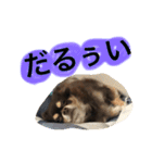 うちのかわいこ達（個別スタンプ：14）