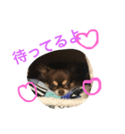 うちのかわいこ達（個別スタンプ：19）
