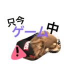 うちのかわいこ達（個別スタンプ：21）