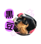 うちのかわいこ達（個別スタンプ：23）
