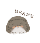 関西のペルシャ猫（個別スタンプ：14）