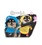 チワワ＆プードル（個別スタンプ：2）