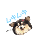 チワワ＆プードル（個別スタンプ：7）