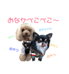 チワワ＆プードル（個別スタンプ：11）