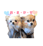 チワワ＆プードル（個別スタンプ：13）