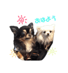 チワワ＆プードル（個別スタンプ：14）