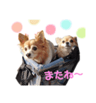 チワワ＆プードル（個別スタンプ：15）