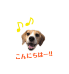 ビーグル犬BECK④（個別スタンプ：1）